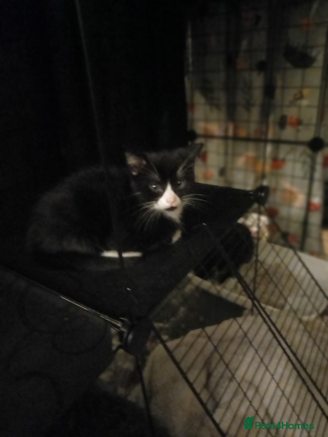 Mixed Breed cats for sale: Adorable kittens - Advert 11