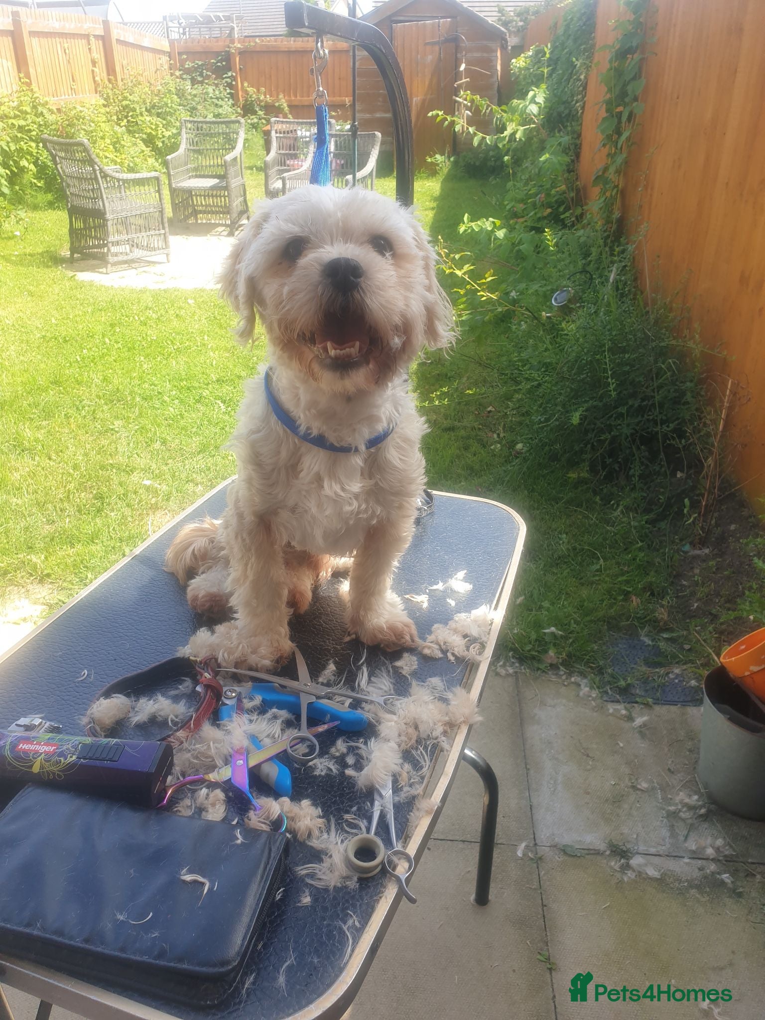 Mixed Breed dogs Flynn - Advert 4