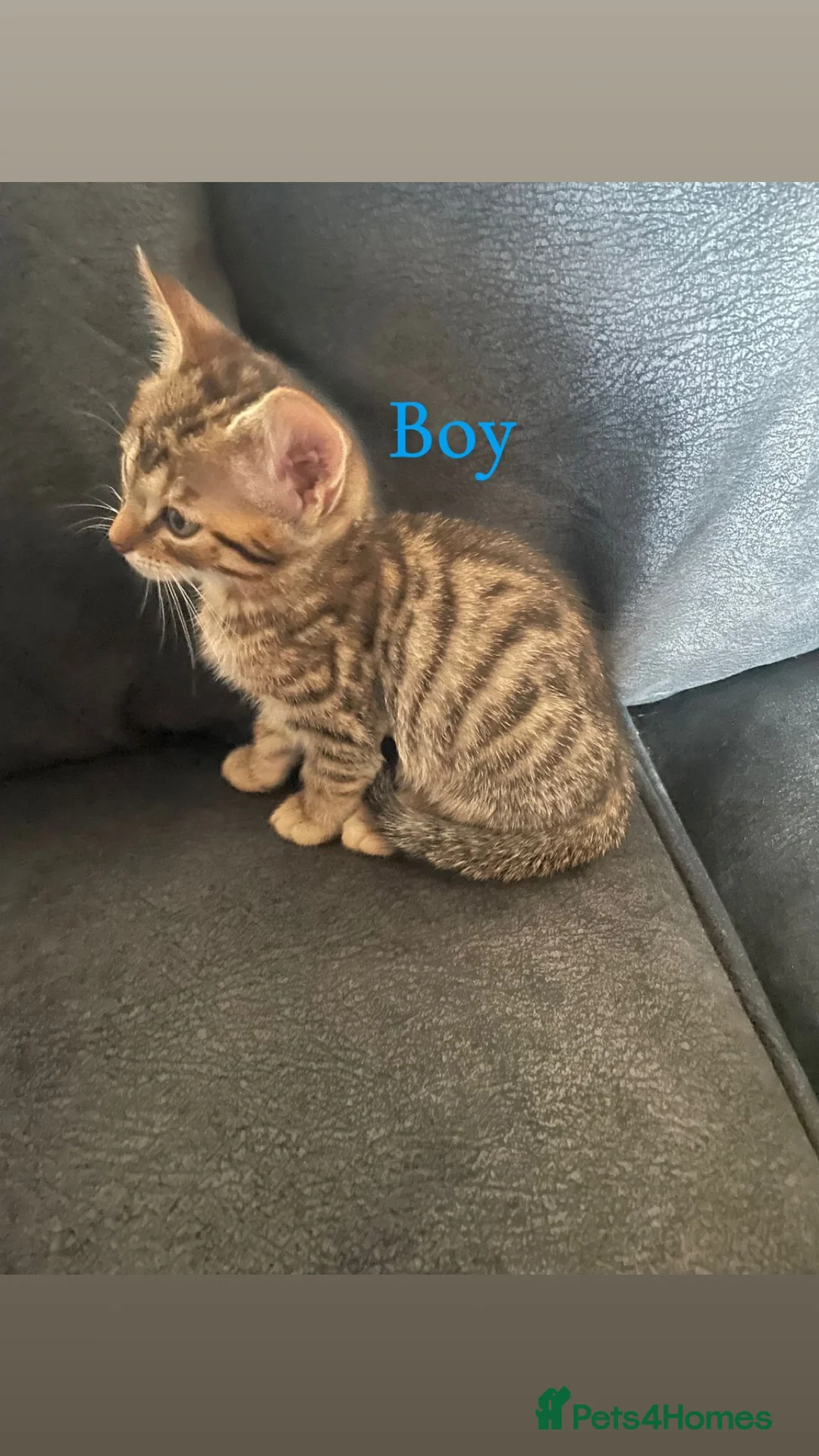 Bengal cats for sale: Mixed Bengal kittens  - Advert 6