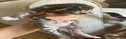 Bengal cats for sale: Gorgeous Bengal kittens  - Advert 5