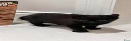 Mixed Breed cats for sale: 😍 3 Adorable Black & Tuxedo Kittens 🐈‍⬛💕 - Advert 3