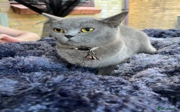 British Shorthair cats for sale: British Blue Short hair mixed - BBS - Image 2