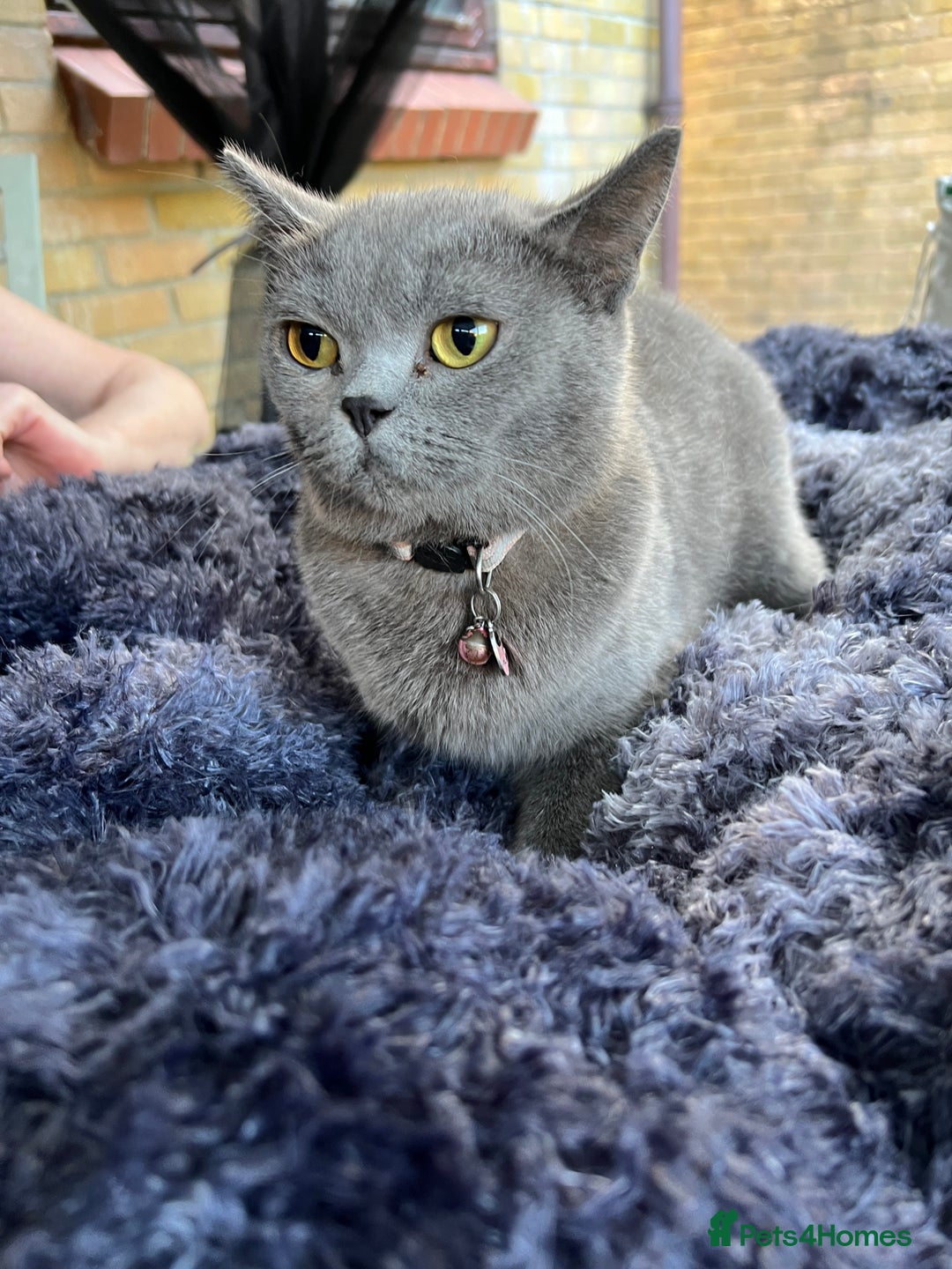 British Shorthair cats for sale: British Blue Short hair mixed - BBS - Image 2