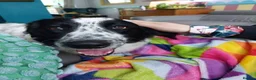 Mixed Breed dogs for adoption: Meet Bella, currently residing in Dunstable  in Dunstable - Advert 2