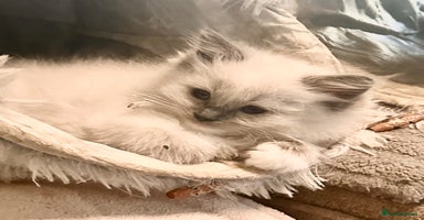 Ragdoll cats - Advert 13