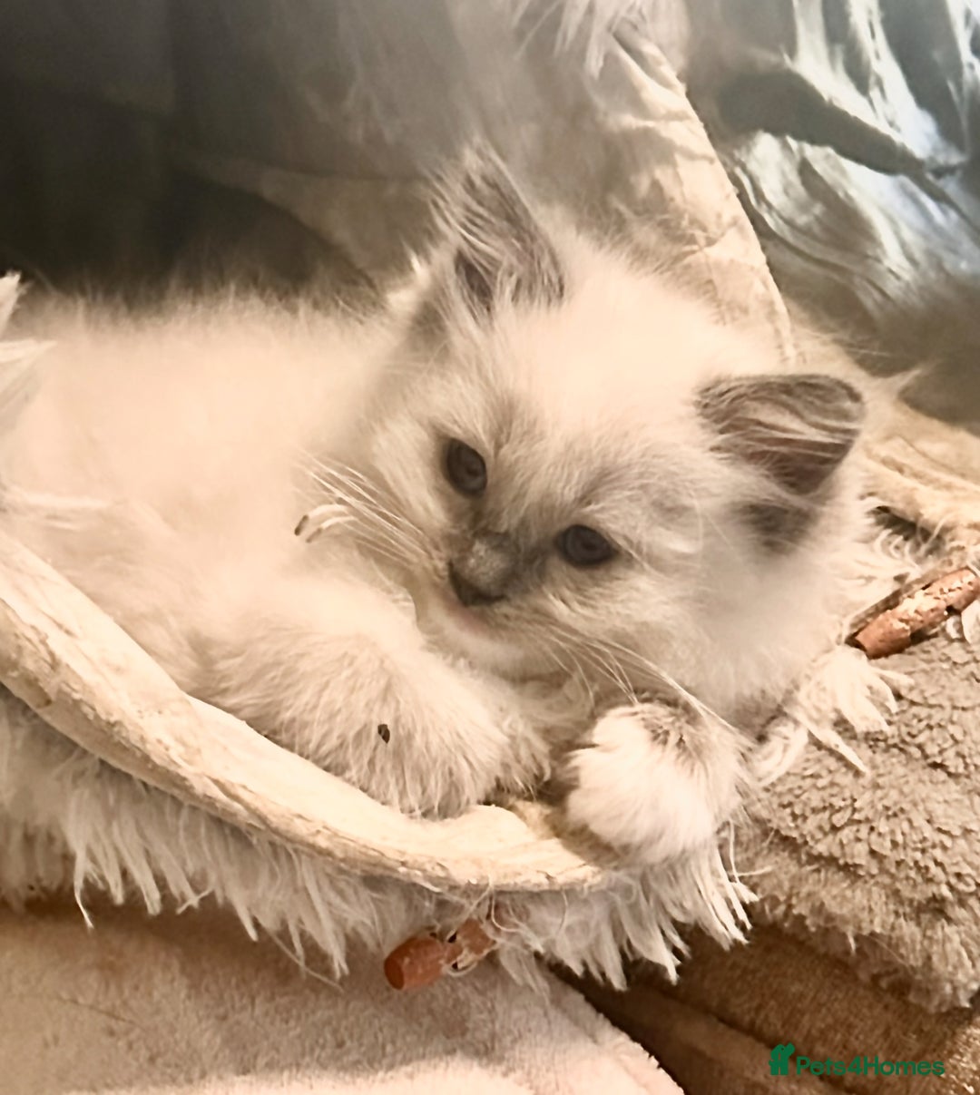 Ragdoll cats for sale: traditional Mitted ragdoll’s - Image 2
