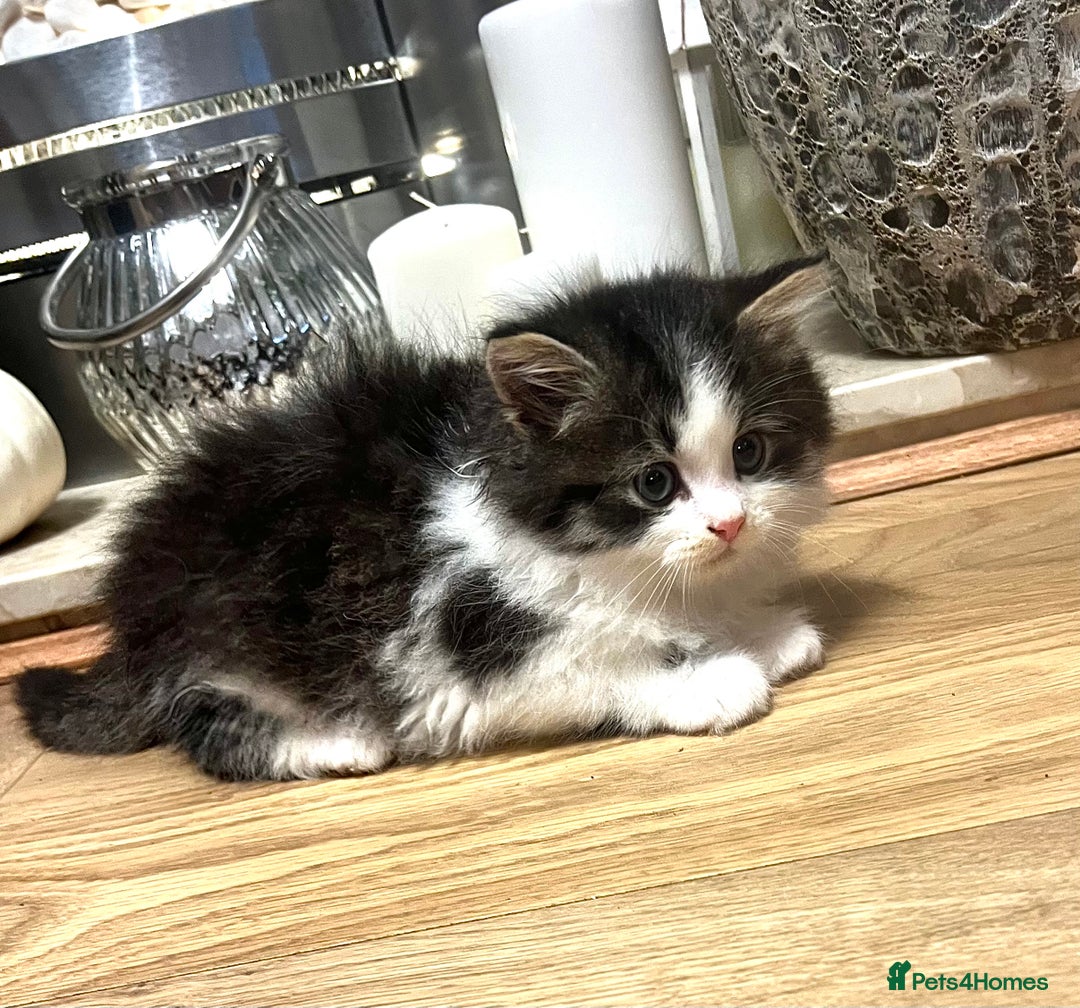British Longhair cats for sale: British Longhair kittens mix - Advert 7