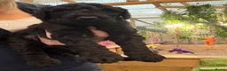 Bernedoodle dogs for sale: F1b Bernedoodle  - Advert 8