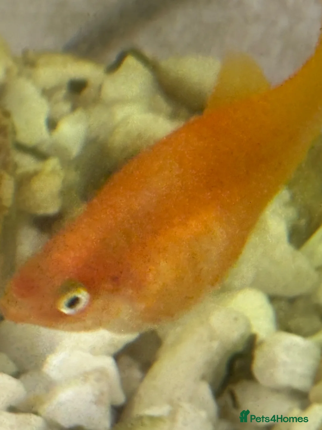 Platies fish for sale: 4 platie fish in Arlesey - Advert 4