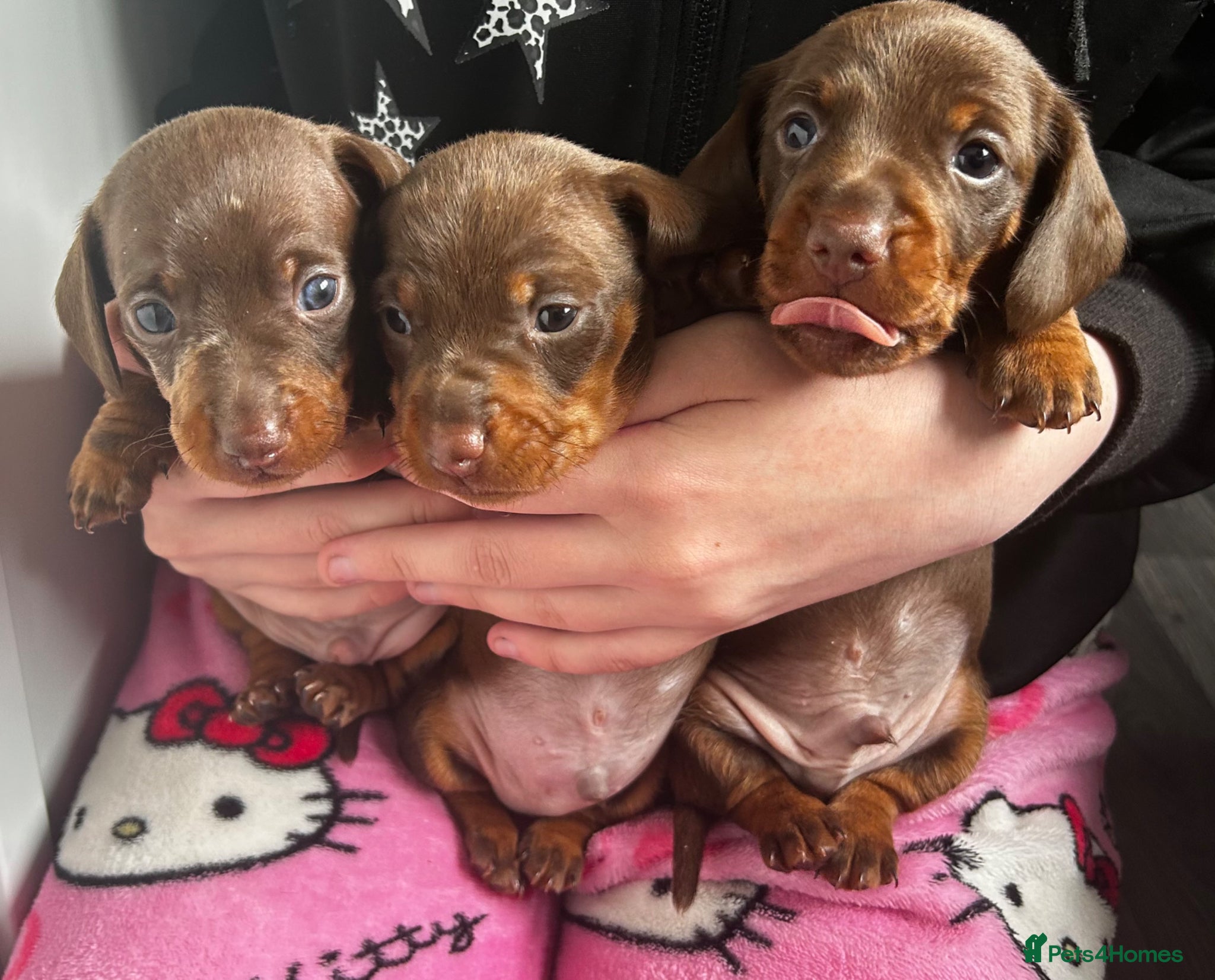 Miniature Dachshund dogs 3 miniature dashund boys kc reg - Advert 1