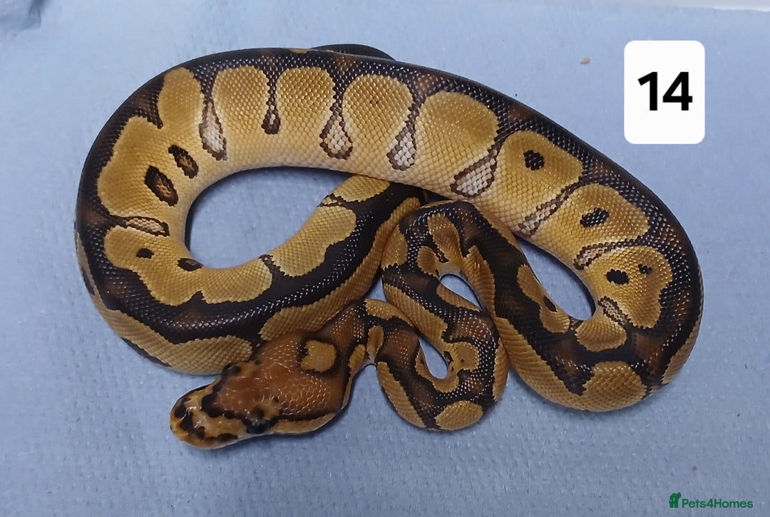 Python Snake reptiles for sale: Royal Python Morphs Males - Image 20