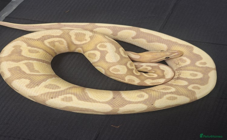 Corn Snake reptiles - Advert 9
