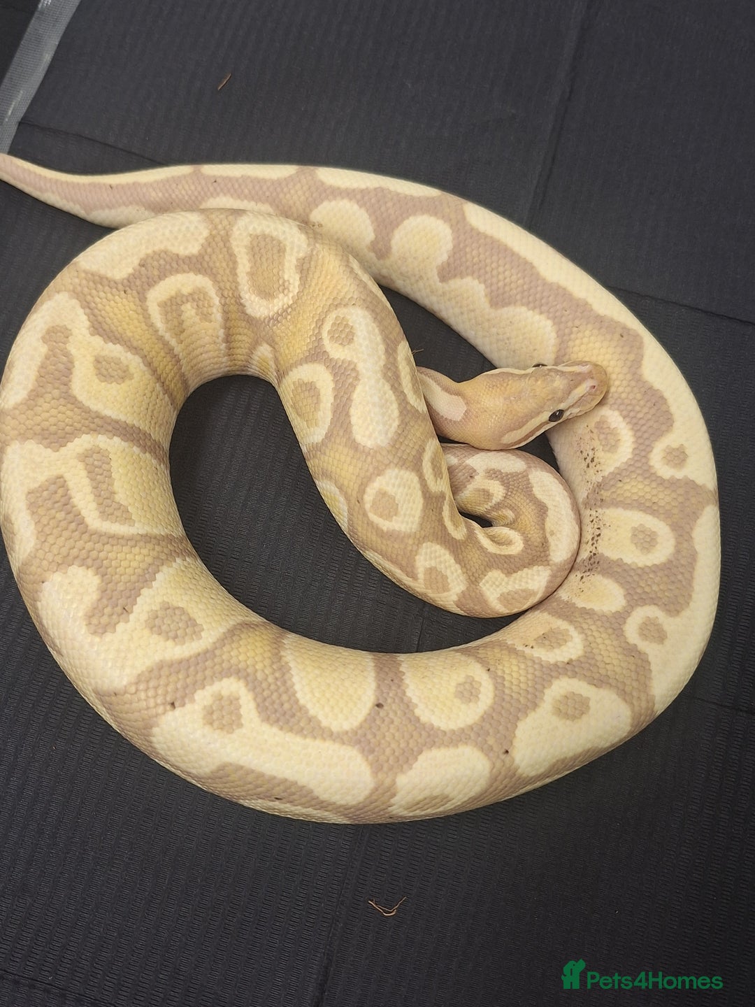 Corn Snake reptiles for sale: Corns, royals and 33l rack - Image 1