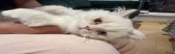 Munchkin cats for sale: Munchkin super short leg kitten - Advert 6