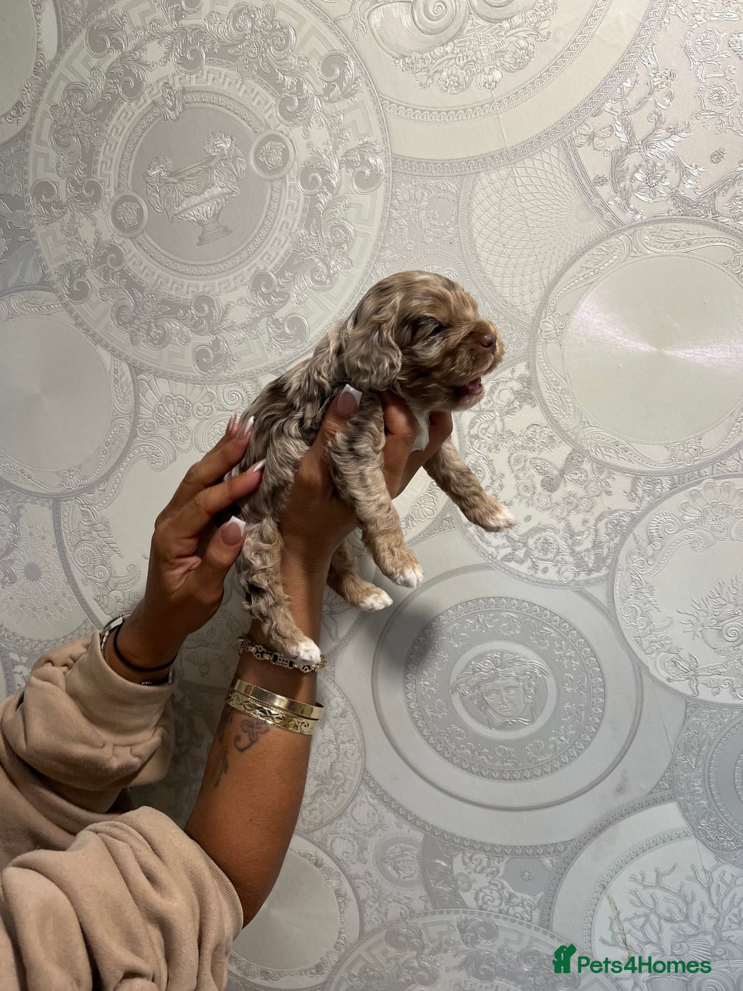 Cockapoo dogs for sale: Stunning litter of F1 Yankee doodles - Image 9