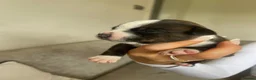 Staffordshire Bull Terrier dogs for sale: 6 Outstanding Staffs pups KC Reg  - Advert 26