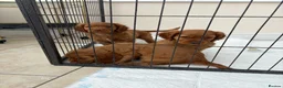 Cocker Spaniel dogs for sale: Working cocker spaniels  - Advert 7