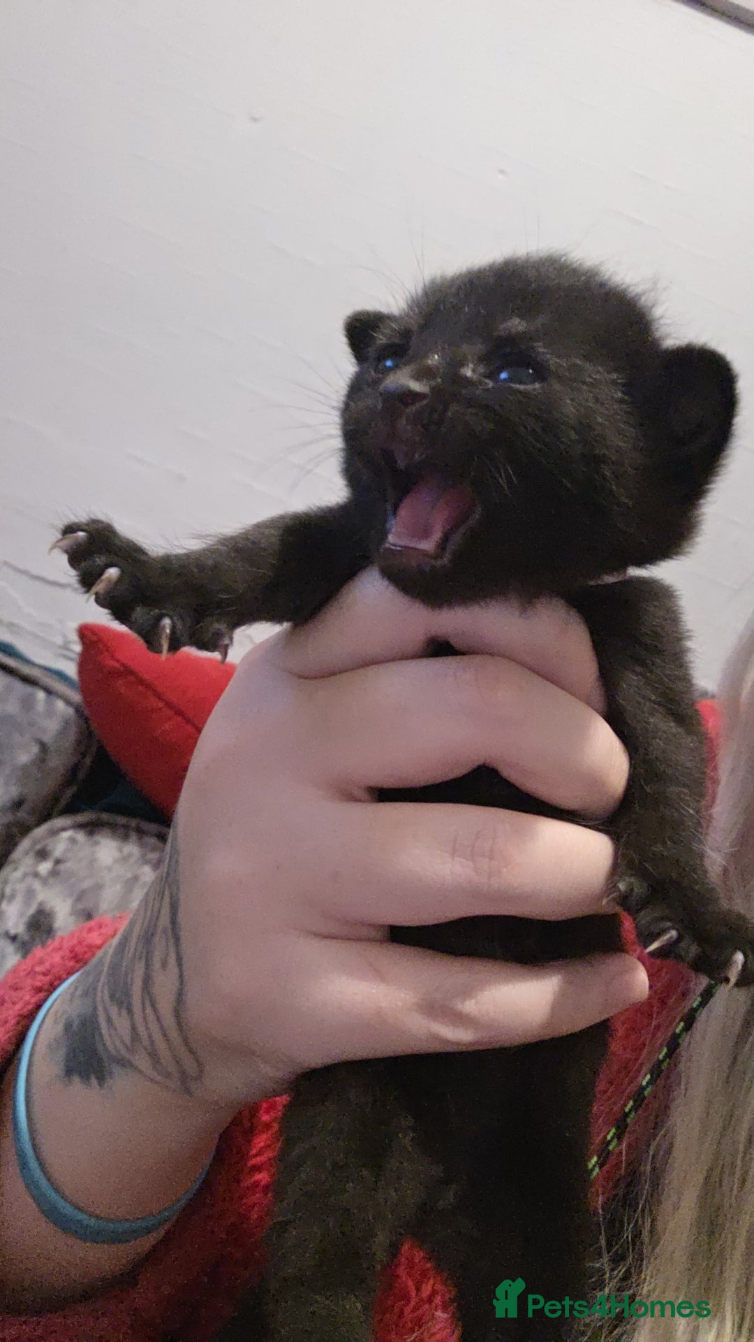 Mixed Breed cats for sale: Kittens ready 19th February  - Advert 2