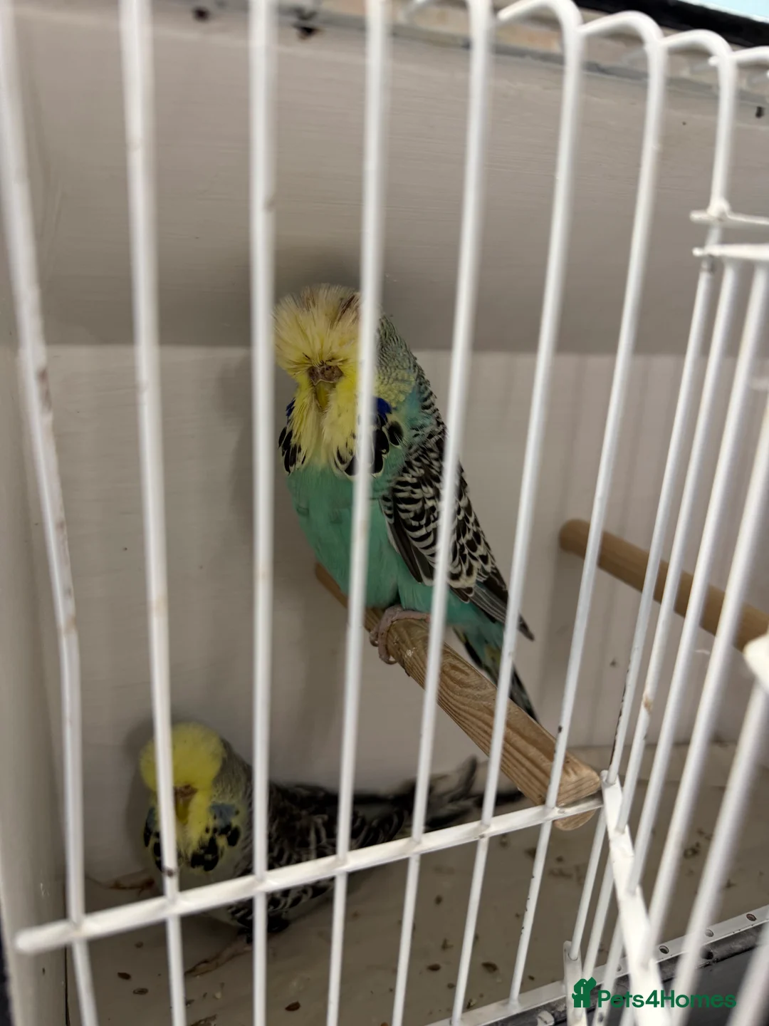 Budgerigars birds for sale: English budgies - Advert 9