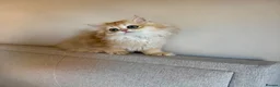 British Shorthair cats for sale: Adorable Golden British Short/longhair Kittens - Advert 6