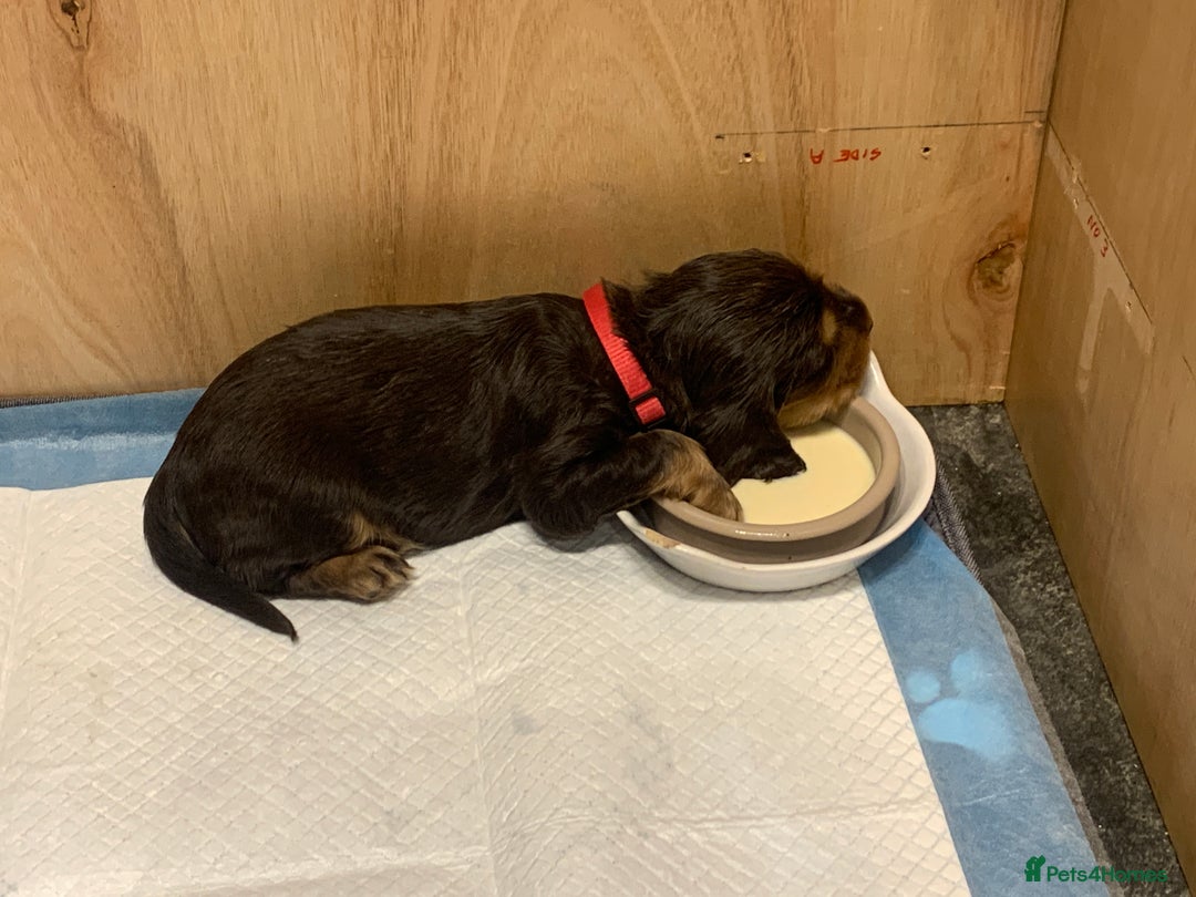 Cocker Spaniel dogs for sale: Cocker Spaniel (Show type ) KC registered pedigree - Image 3