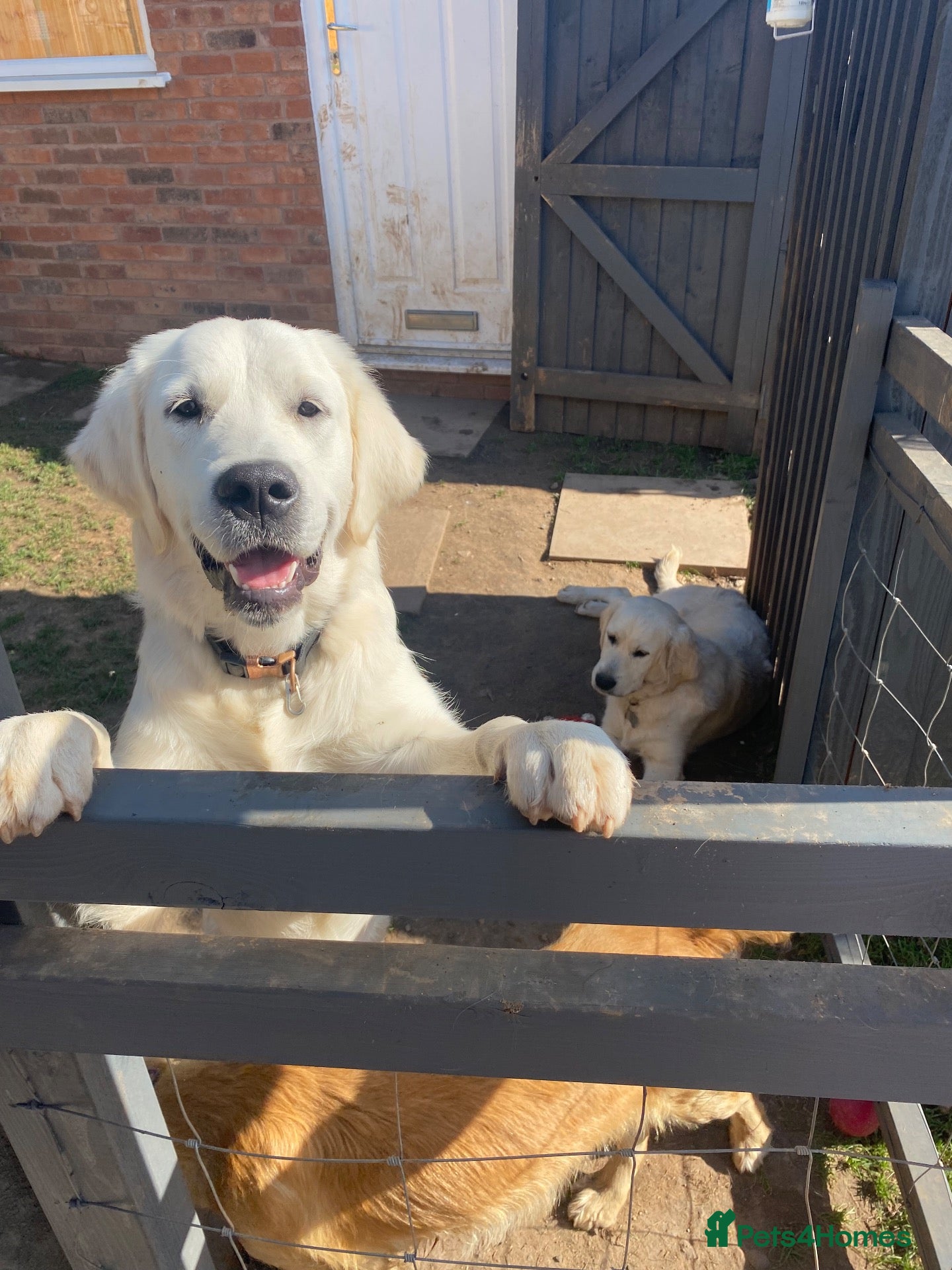 Golden Retriever dogs for sale: Our beloved Rosie is looking for her forever home - Advert 10