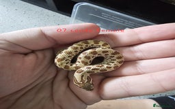Snake reptiles for sale: Western Hognose Snakes Adults&Hatchlings - Image 10