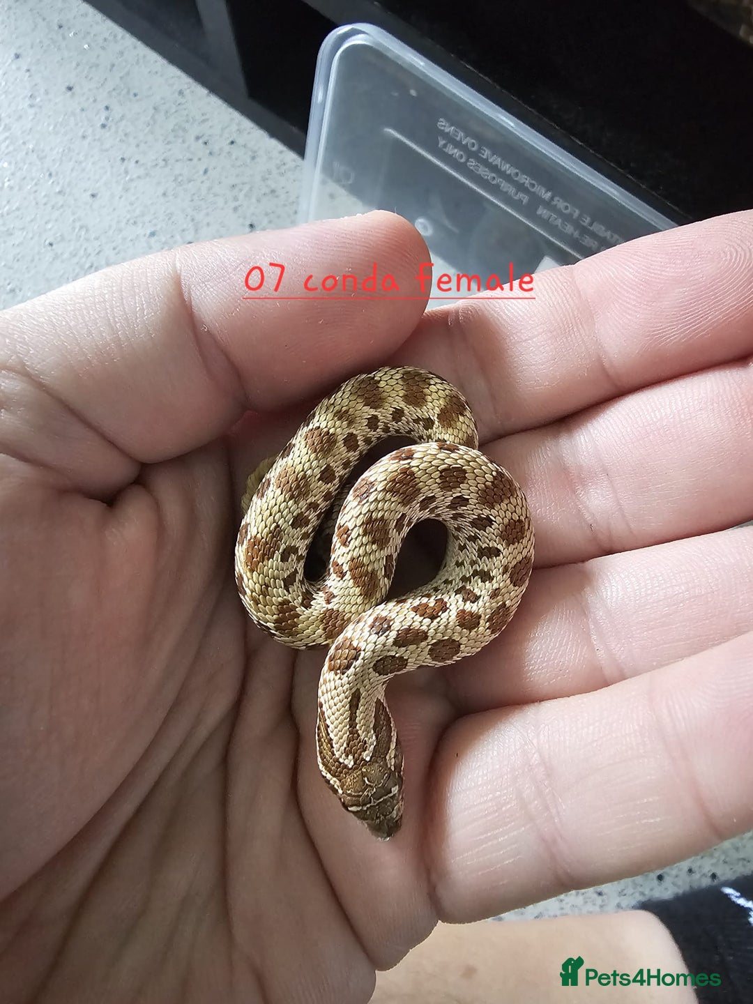 Snake reptiles for sale: Western Hognose Snakes Adults&Hatchlings - Image 10
