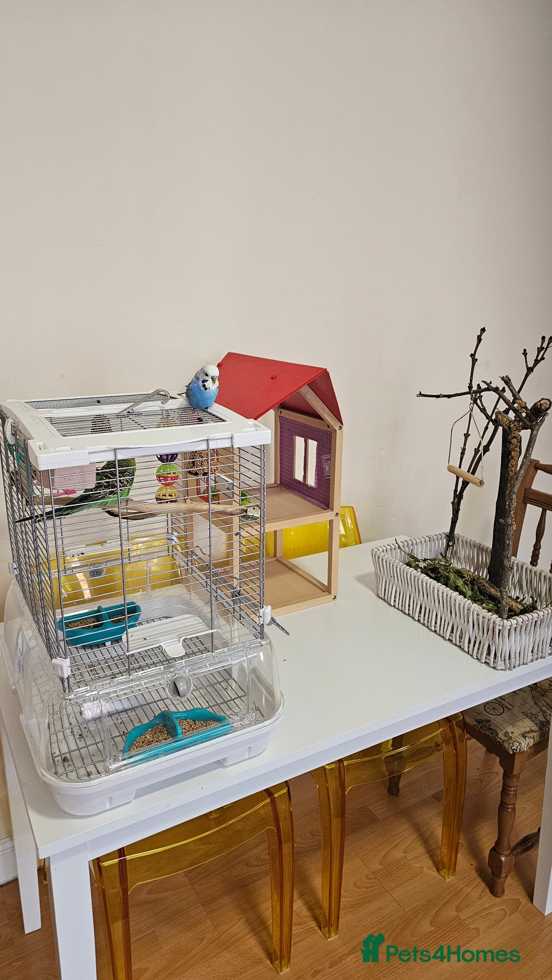 Budgerigars birds for sale: Pair of 2 Young Budgies. Looking for a Loving Home - Image 1