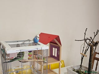 Budgerigars birds - Advert 21