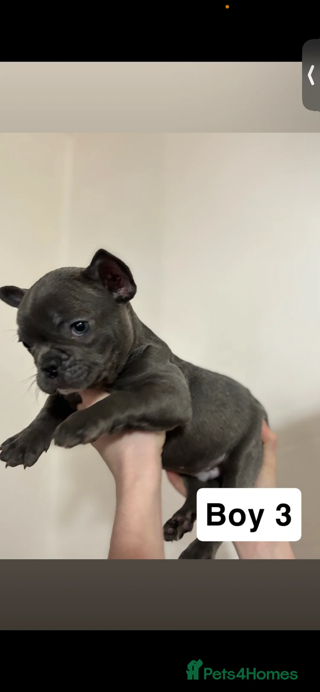 French Bulldog dogs for sale: 2 french bull dog puppies  - Advert 6