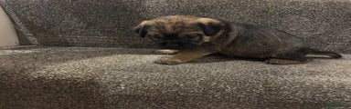 Border Terrier Puppy 6