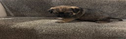 Border Terrier dogs for sale: KC Reg Border Terrier’s - 3 girls available - Advert 6