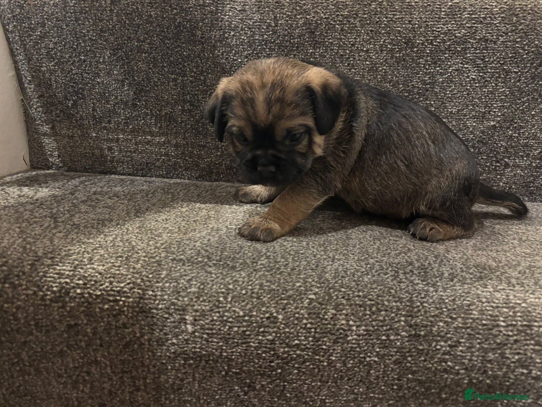Border Terrier dogs for sale: KC Reg Border Terrier’s - 3 girls available - Advert 6
