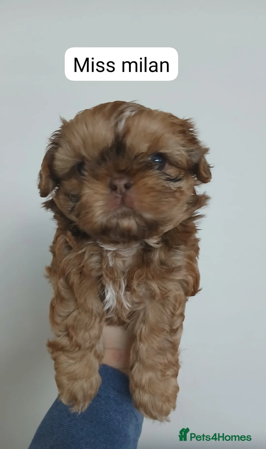 Shih Tzu dogs for sale: CHOCOLATE KC REG IMPERIALS BEST LINES 2 girls left - Advert 31