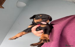 Dobermann dogs for sale:  European Doberman puppies. in Torquay - Image 32