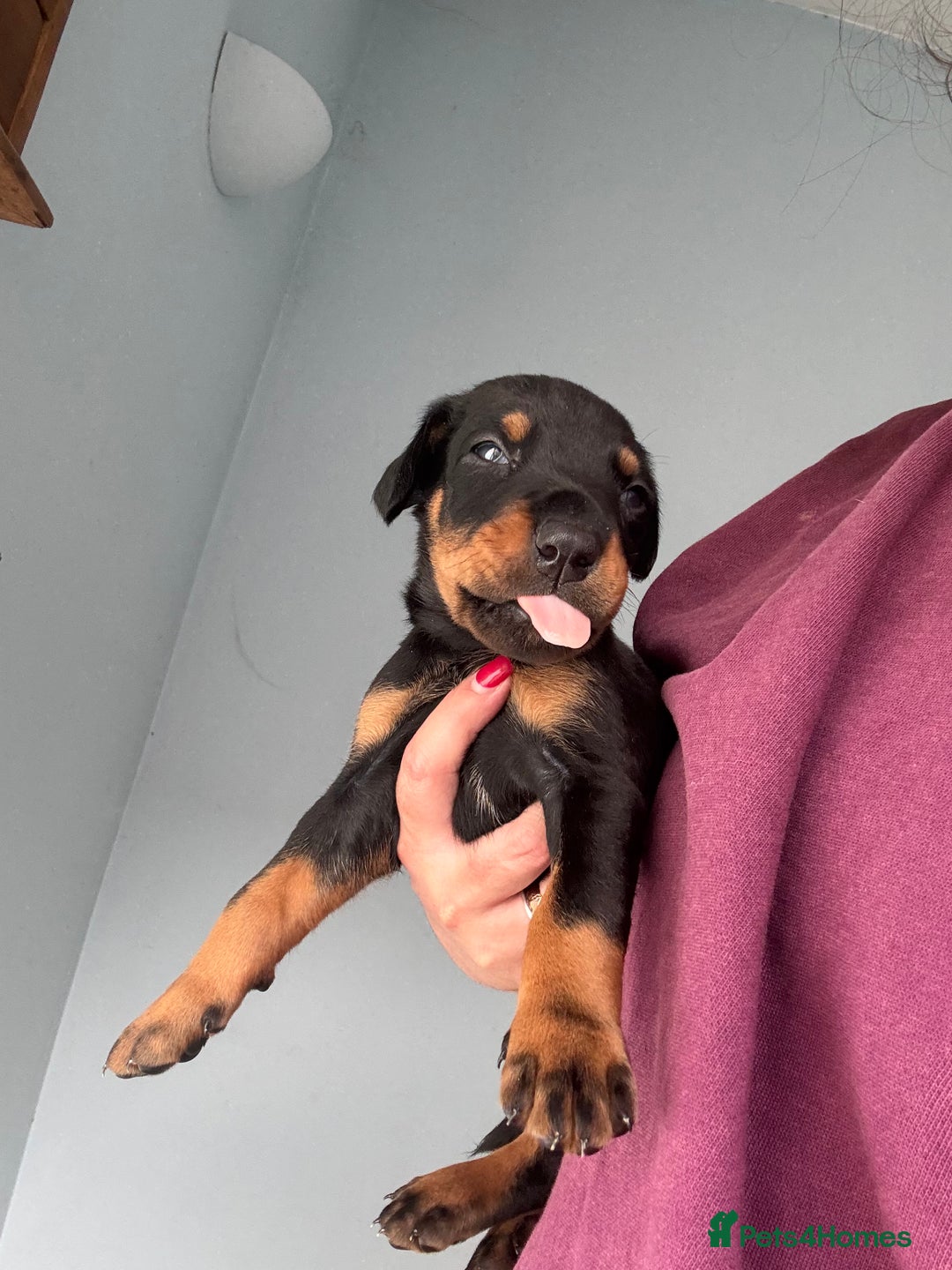 Dobermann dogs for sale:  European Doberman puppies. in Torquay - Image 32