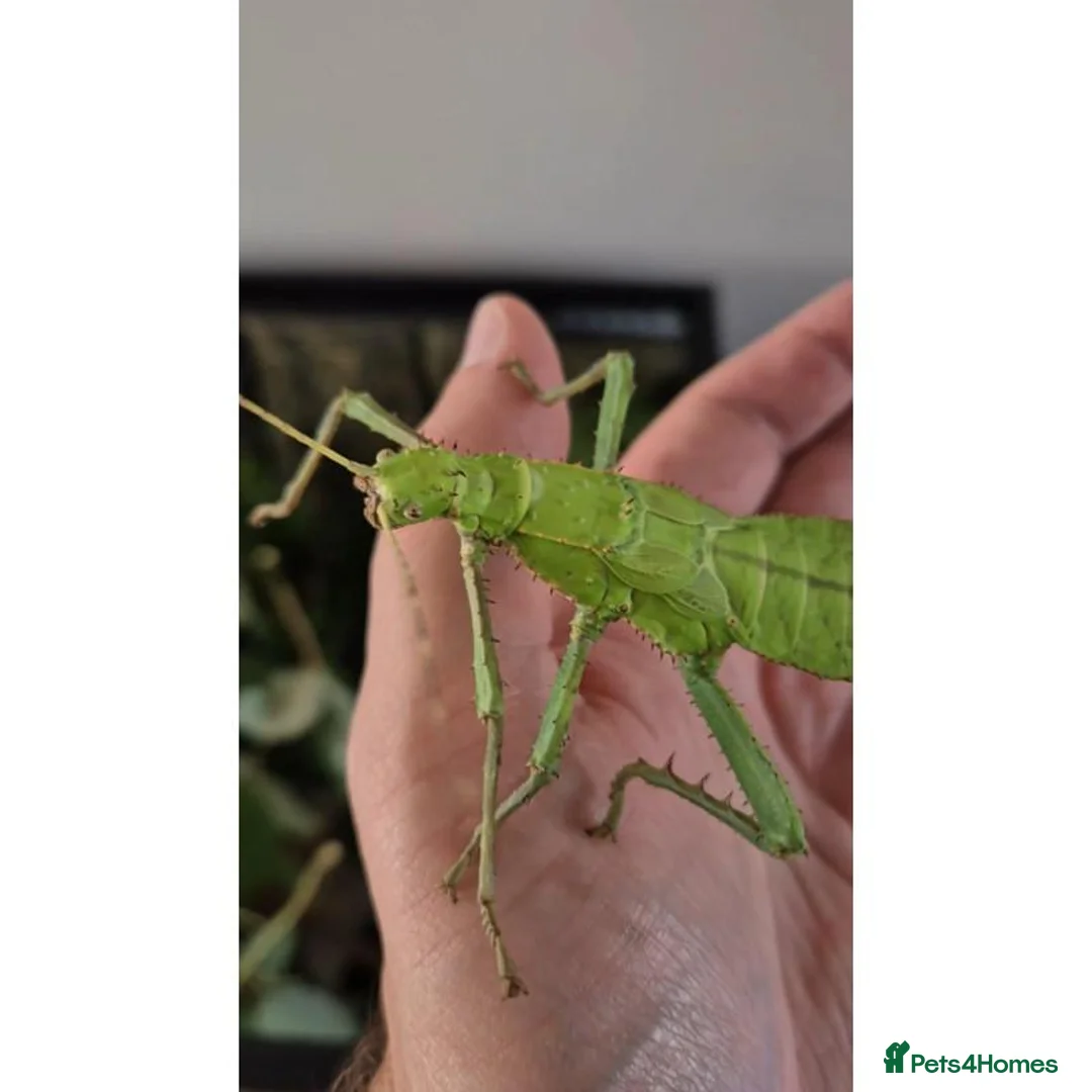 Stick Insects invertebrates for sale: Jungle nymphs - Heteropteryx dilatata in Shoreham-by-Sea - Advert 1