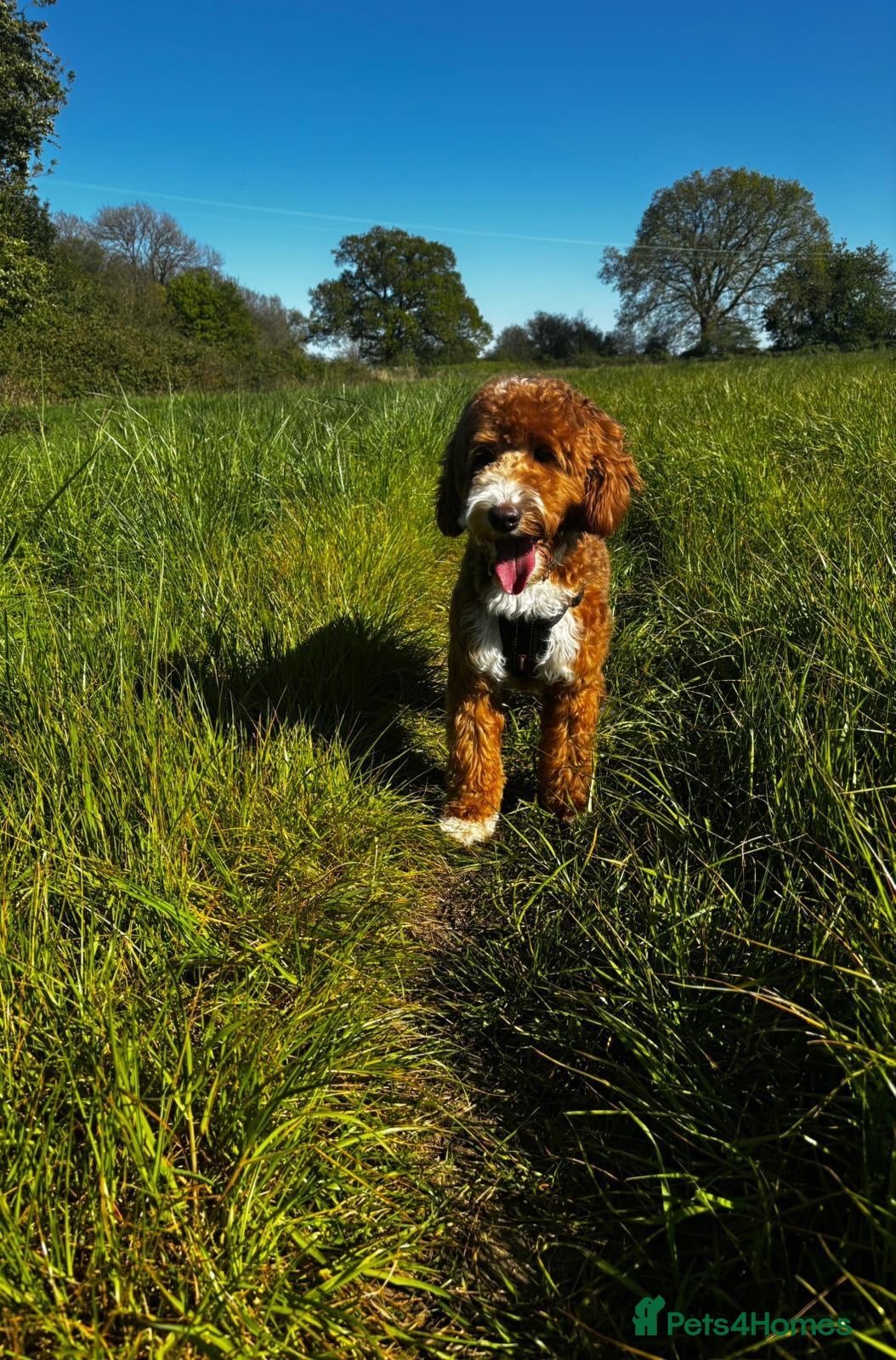 Australian Labradoodle dogs 🐾 RALPH - AUSTRALIAN LABRADOODLE STUD DOG - Advert 3