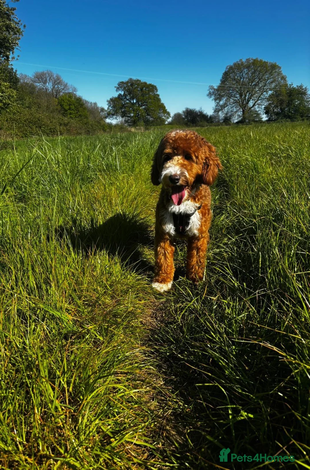 Australian Labradoodle dogs for stud: 🐾 RALPH - AUSTRALIAN LABRADOODLE STUD DOG in Stevenage - Advert 1