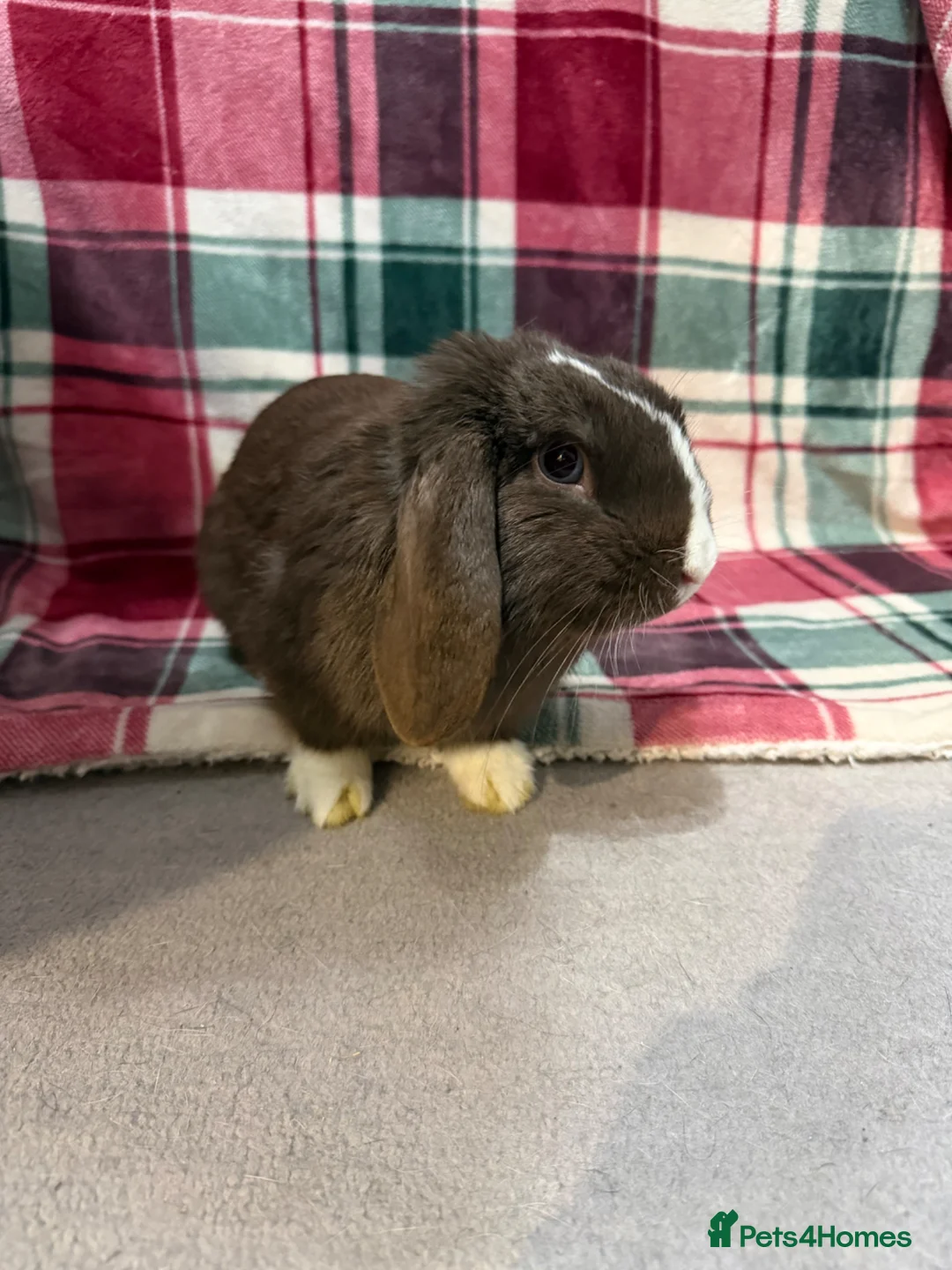 Mini Lop rabbits for sale: 🐰Beautiful Pure Mini Lop Rabbit🐰 - Advert 2