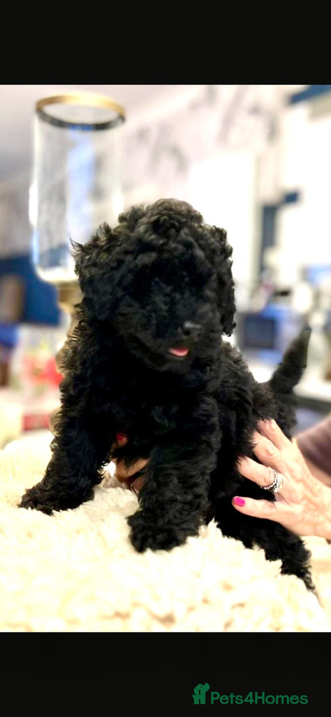 Toy Poodle dogs for sale: Quality pups from health tested parent's  - Image 12