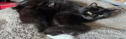 Mixed Breed cats for sale: 2 Beautiful Kittens ready for their forever home - Advert 11