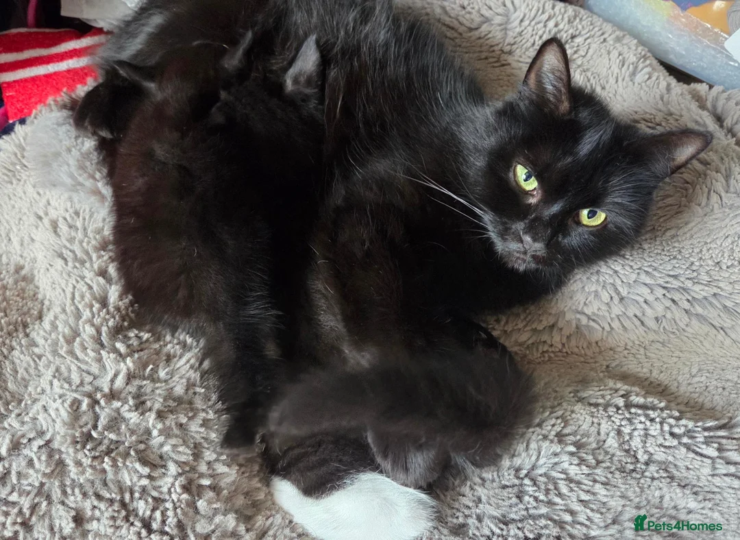 Mixed Breed cats for sale: 2 Beautiful Kittens ready for their forever home - Advert 11