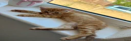 Mixed Breed cats for sale: 1/4 Bengal Fluffy Ginger Male Kitten - Advert 19
