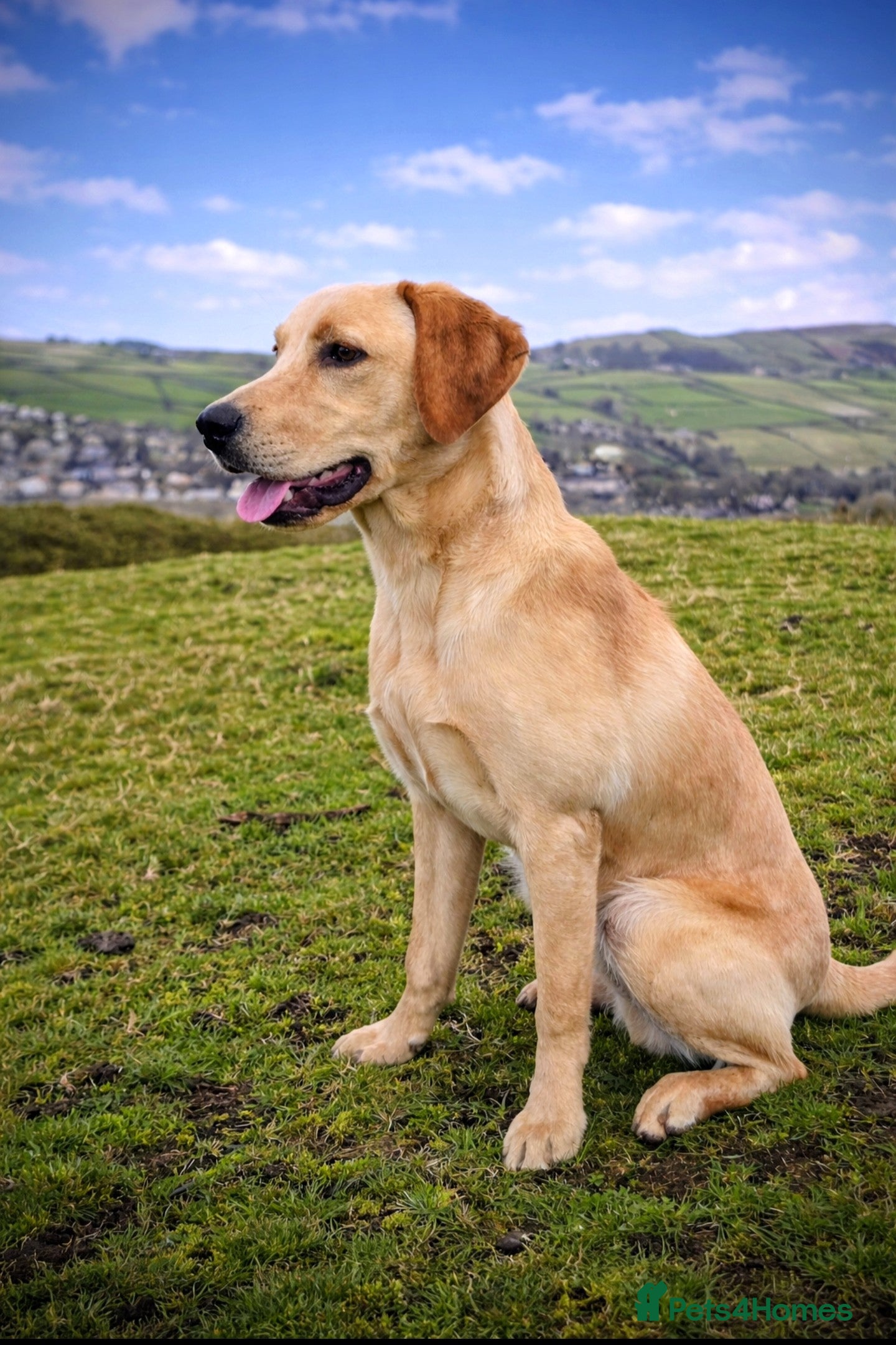 Labrador Retriever dogs Professionally Trained Labrador  - Advert 4