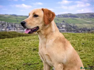 Labrador Retriever dogs Professionally Trained Labrador - Advert 4