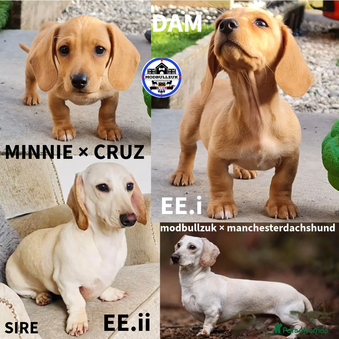 Miniature Dachshund dogs for sale: ⭐️⭐️⭐️⭐️⭐️ CREAM INTENSITY MINIDACHSHUND KCREG🐾❤️ - Advert 20