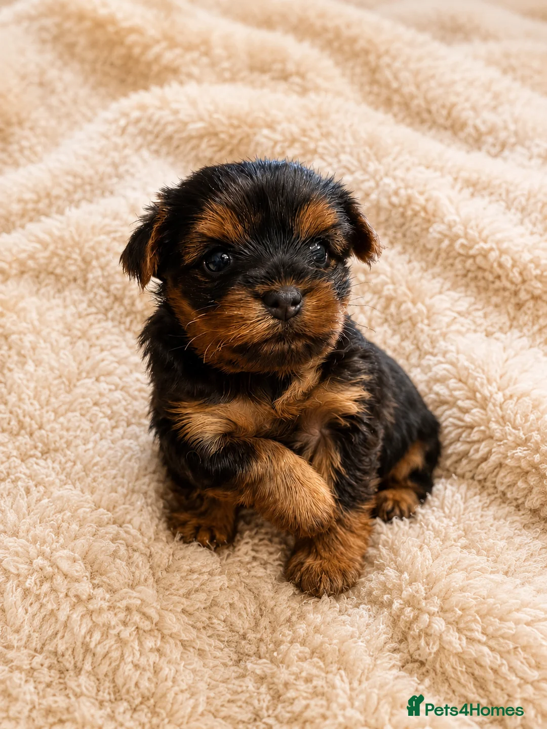 Yorkshire Terrier dogs for sale: Beautiful Yorkshire Terrier Girl Puppy - Advert 1