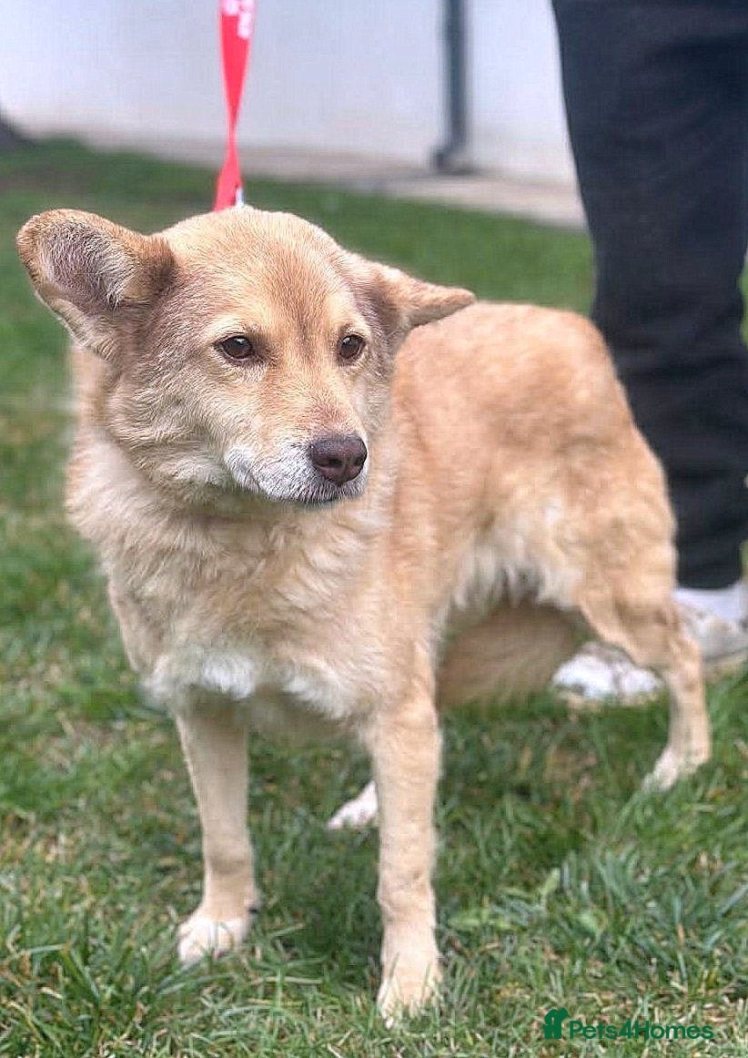 Mixed Breed dogs ✨ Elena – a sweet girl with the softest heart ✨ - Advert 2